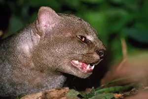 Jaguarundi: Jaguarundi