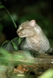 Jaguarundi: Jaguarundi
