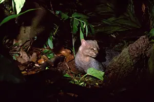 Jaguarundi: Jaguarundi