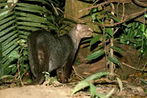 Jaguarundi: Jaguarundi