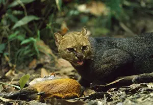 Kill: Jaguarundi - with Agouti kill
