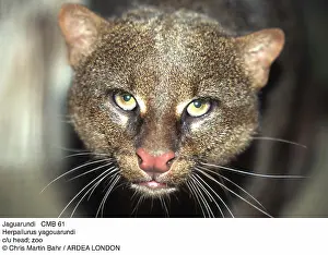 Jaguarundi: JAGUARUNDI - close-up of head