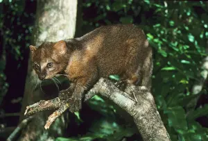 Amazonia: Jaguarundi, (Felis yagouraoundi), captive
