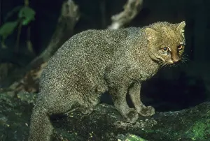 Amazonia: Jaguarundi, (Herpailurus yagaouroundi)