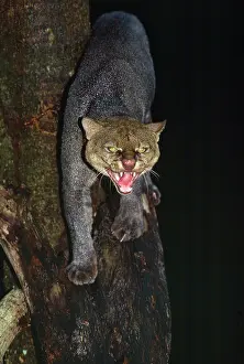Jaguarundi: Jaguarundi - hunting at night