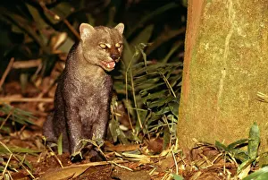 Jaguarundi: JAGUARUNDI - at night
