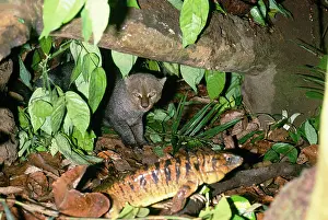 Dens: JAGUARUNDI - and Tegu Lizard, by den