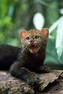 Week: Jaguarundi - three week old kitten