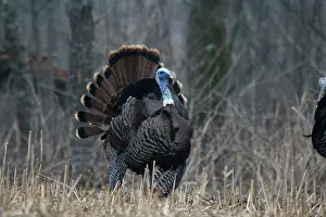 Gallopavo: Jake Eastern Wild Turkey