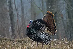 Gallopavo: Jake Eastern Wild Turkey