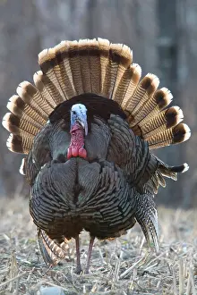 Gallopavo: Jake Eastern Wild Turkey