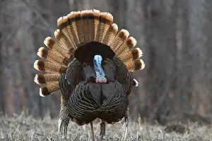 Gallopavo: Jake Eastern Wild Turkey