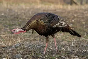 Gallopavo: Jake Eastern Wild Turkey