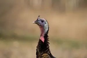 Gallopavo: Jake Eastern Wild Turkey