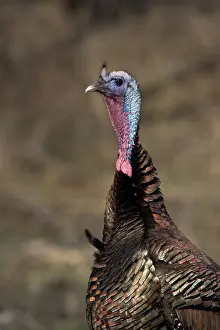 Gallopavo: Jake Eastern Wild Turkey