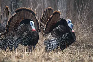 Turkeys: Jake Eastern Wild Turkeys