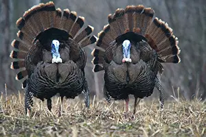 Turkeys: Jake Eastern Wild Turkeys