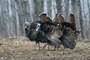 Turkeys: Jake Eastern Wild Turkeys