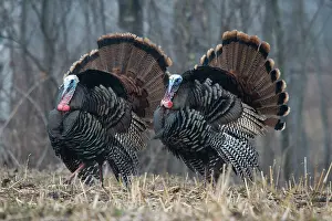 Turkeys: Jake Eastern Wild Turkeys