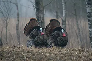Turkeys: Jake Eastern Wild Turkeys