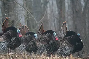Turkeys: Jake Eastern Wild Turkeys