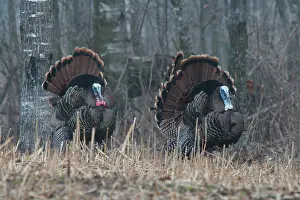 Turkeys: Jake Eastern Wild Turkeys