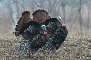 Turkeys: Jake Eastern Wild Turkeys