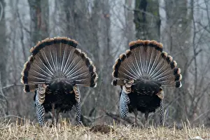 Turkeys: Jake Eastern Wild Turkeys