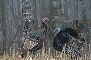 Turkeys: Jake Eastern Wild Turkeys