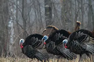 Turkeys: Jake Eastern Wild Turkeys