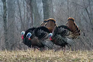 Turkeys: Jake Eastern Wild Turkeys