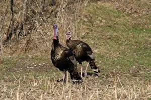 Turkeys: Jake Eastern Wild Turkeys
