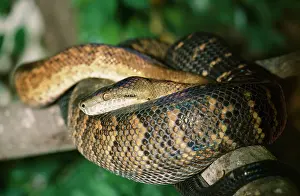 Jamaican: Jamaican Boa Snake - endangered