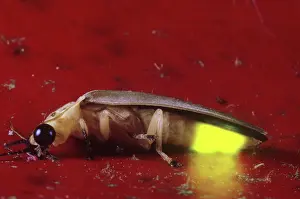 Flashing: Jamaican Firefly