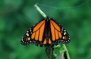 Jamaican: Jamaican Monarch - Danaus is a genus of butterflies