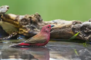 Bathe: Jameson's Firefinch (Lagonosticta rhodopareia) in