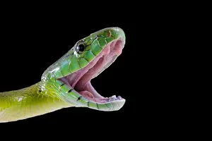 Attack: Jameson's mamba (Dendroaspis jamesoni jamesoni)