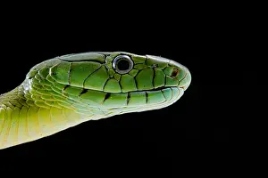 Mamba: Jameson's mamba (Dendroaspis jamesoni jamesoni)