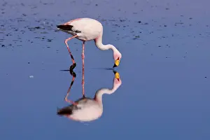 Sifting: James's Flamingo / Puna Flamingo - adult feeding