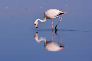 Sifting: James's Flamingo / Puna Flamingo - adult feeding