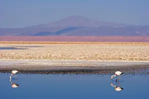 Sifting: James's Flamingo / Puna Flamingo - two adults feeding