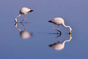 Sifting: James's Flamingo / Puna Flamingo - two adults feeding