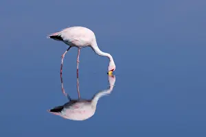 Sifting: James's Flamingo / Puna Flamingo - feeding by stalking