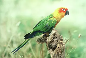 Conure: JANDAYA CONURE - SIDE VIEW