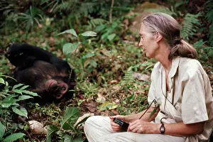 1988: Jane Goodall - In Gombe with Chimpanzee - August 1988