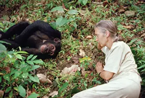 Apes: Jane Goodall - In Gombe with Chimpanzee - August 1988
