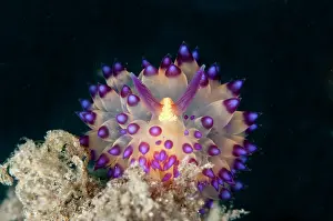 Bajo: Janolus Nudibranch