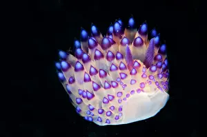 Bajo: Janolus Nudibranch