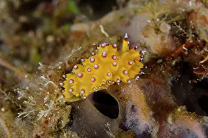 Slug: Janolus Nudibranch