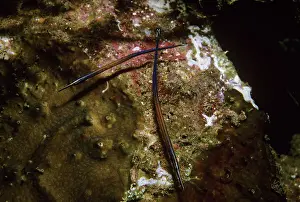 Pipefishes: Janss Pipefish